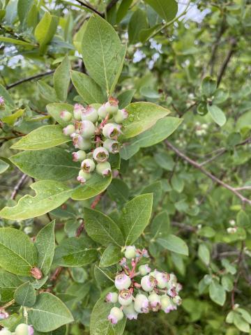 Emerging Blueberries-06122023