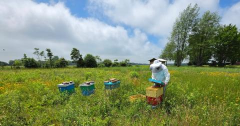 Cam Tending Honeybees-June 25, 2026